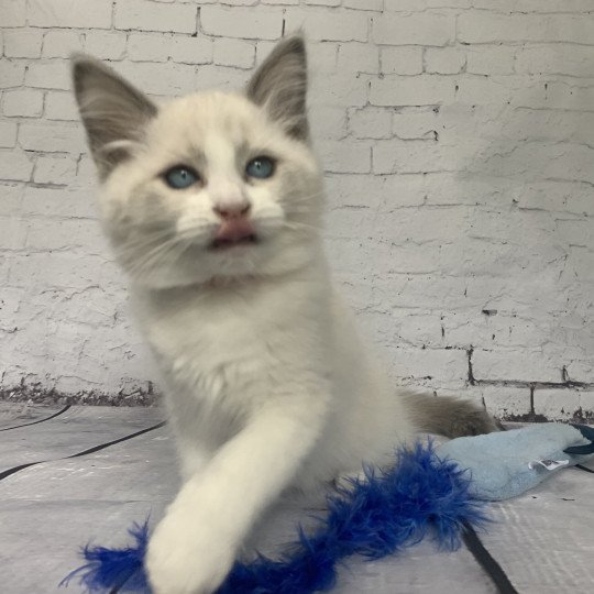 chaton Ragdoll blue point bicolor R'io De La Croisette Les Ragdolls de la Croisette