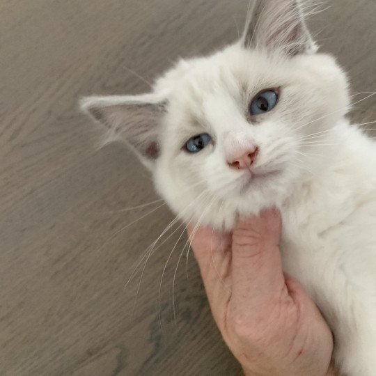 chaton Ragdoll blue point bicolor R'io De La Croisette Les Ragdolls de la Croisette