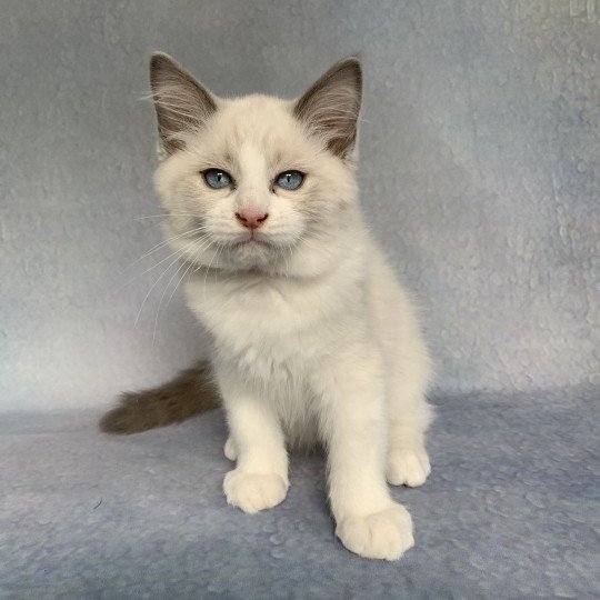 chaton Ragdoll blue point bicolor R'io De La Croisette Les Ragdolls de la Croisette