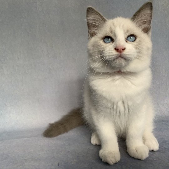 chaton Ragdoll blue point bicolor R'io De La Croisette Les Ragdolls de la Croisette