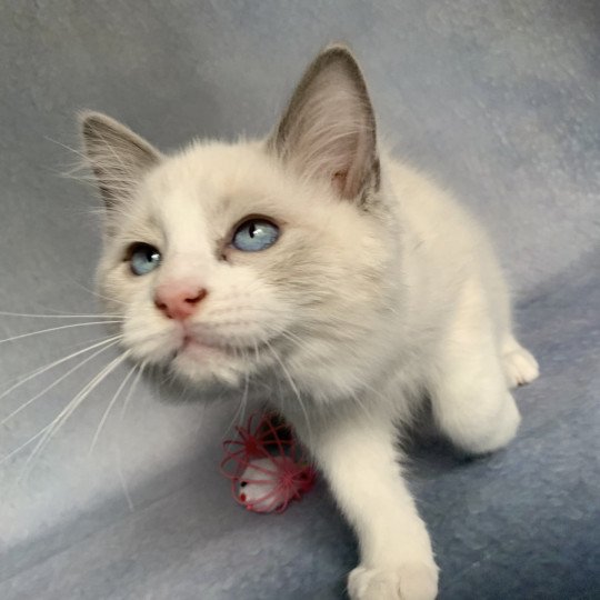 chaton Ragdoll blue point bicolor R'io De La Croisette Les Ragdolls de la Croisette