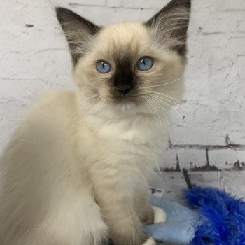 chaton Ragdoll black mitted Riomy De La Croisette Les Ragdolls de la Croisette