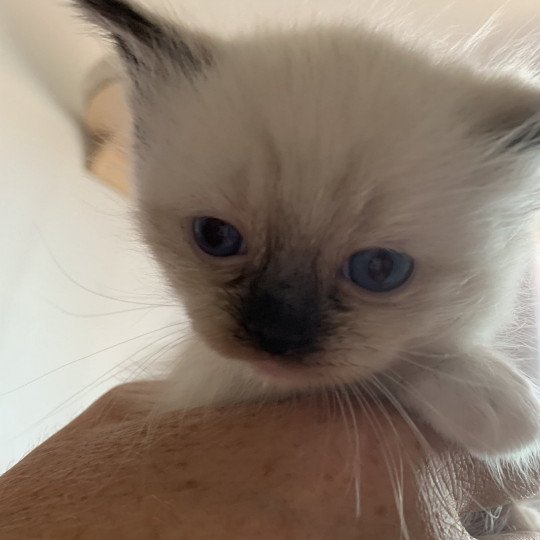 chaton Ragdoll black mitted Riomy De La Croisette Les Ragdolls de la Croisette