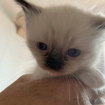 chaton Ragdoll black mitted Riomy De La Croisette Les Ragdolls de la Croisette chaton Ragdoll black mitted Riomy De La Croisette Les Ragdolls de la Croisette