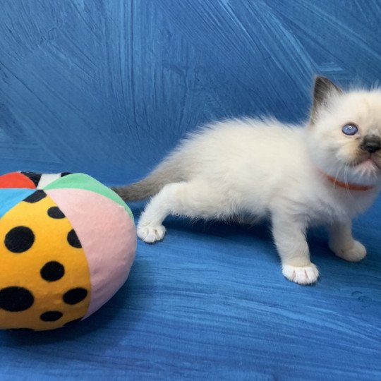 chaton Ragdoll black mitted Riomy De La Croisette Les Ragdolls de la Croisette