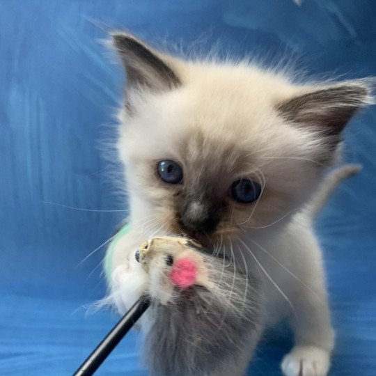 chaton Ragdoll black mitted Riomy De La Croisette Les Ragdolls de la Croisette