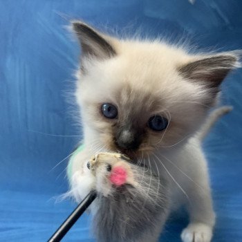 chaton Ragdoll black mitted Riomy De La Croisette Les Ragdolls de la Croisette