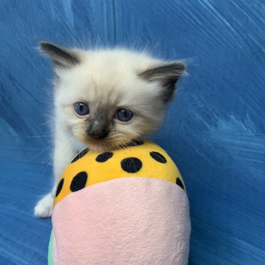 chaton Ragdoll black mitted Riomy De La Croisette Les Ragdolls de la Croisette