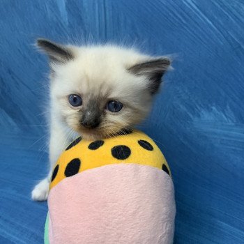 chaton Ragdoll black mitted Riomy De La Croisette Les Ragdolls de la Croisette