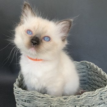 chaton Ragdoll black mitted Riomy De La Croisette Les Ragdolls de la Croisette