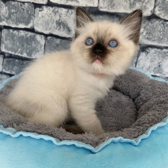 chaton Ragdoll black mitted Riomy De La Croisette Les Ragdolls de la Croisette