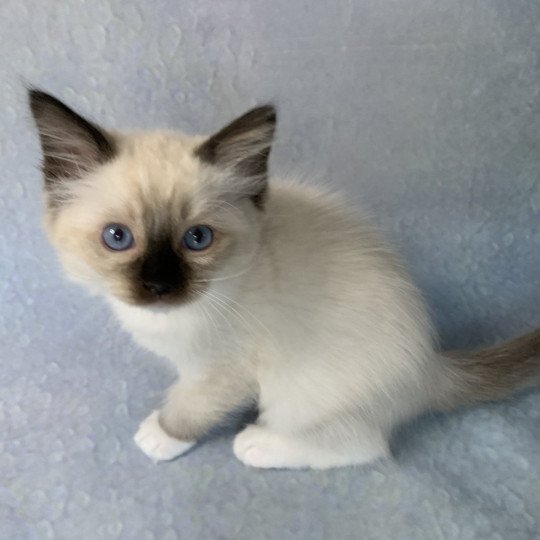 chaton Ragdoll black mitted Riomy De La Croisette Les Ragdolls de la Croisette