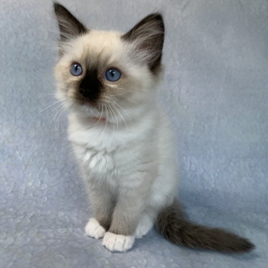 chaton Ragdoll black mitted Riomy De La Croisette Les Ragdolls de la Croisette