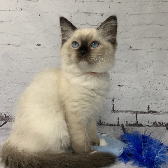 chaton Ragdoll black mitted Riomy De La Croisette Les Ragdolls de la Croisette