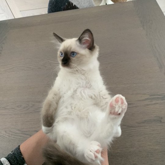 chaton Ragdoll black mitted Riomy De La Croisette Les Ragdolls de la Croisette