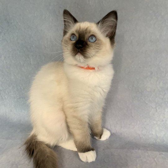 chaton Ragdoll black mitted Riomy De La Croisette Les Ragdolls de la Croisette