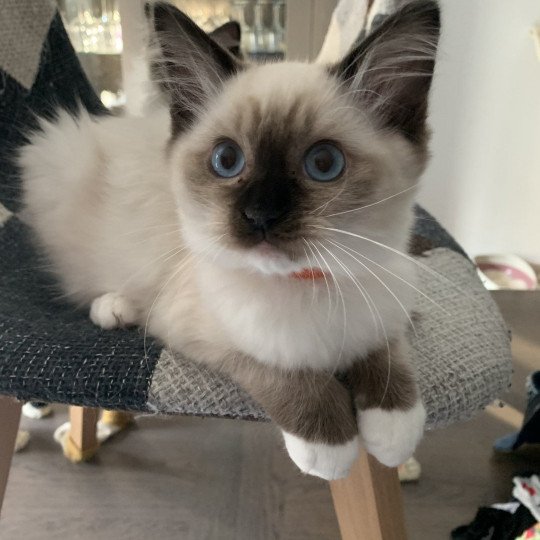 chaton Ragdoll black mitted Riomy De La Croisette Les Ragdolls de la Croisette