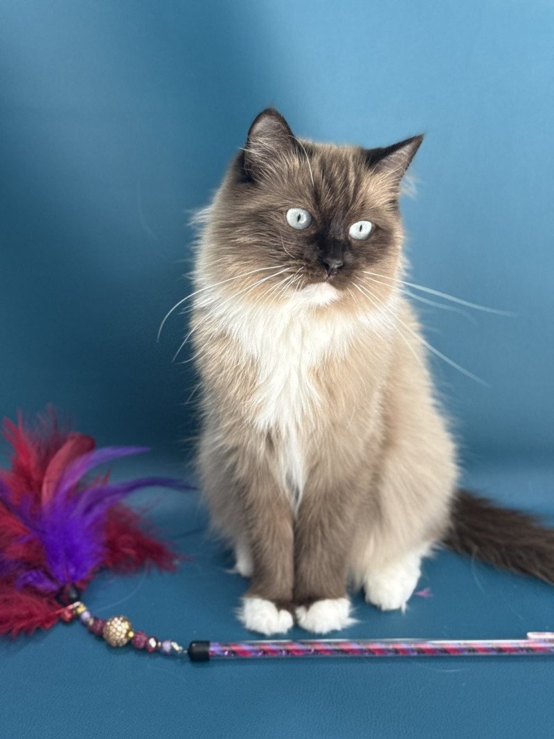 Riplay Femelle Ragdoll