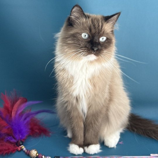 chat Ragdoll seal mink mitted Riplay Les Ragdolls de la Croisette