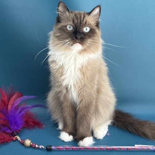 chat Ragdoll seal mink mitted Riplay Les Ragdolls de la Croisette