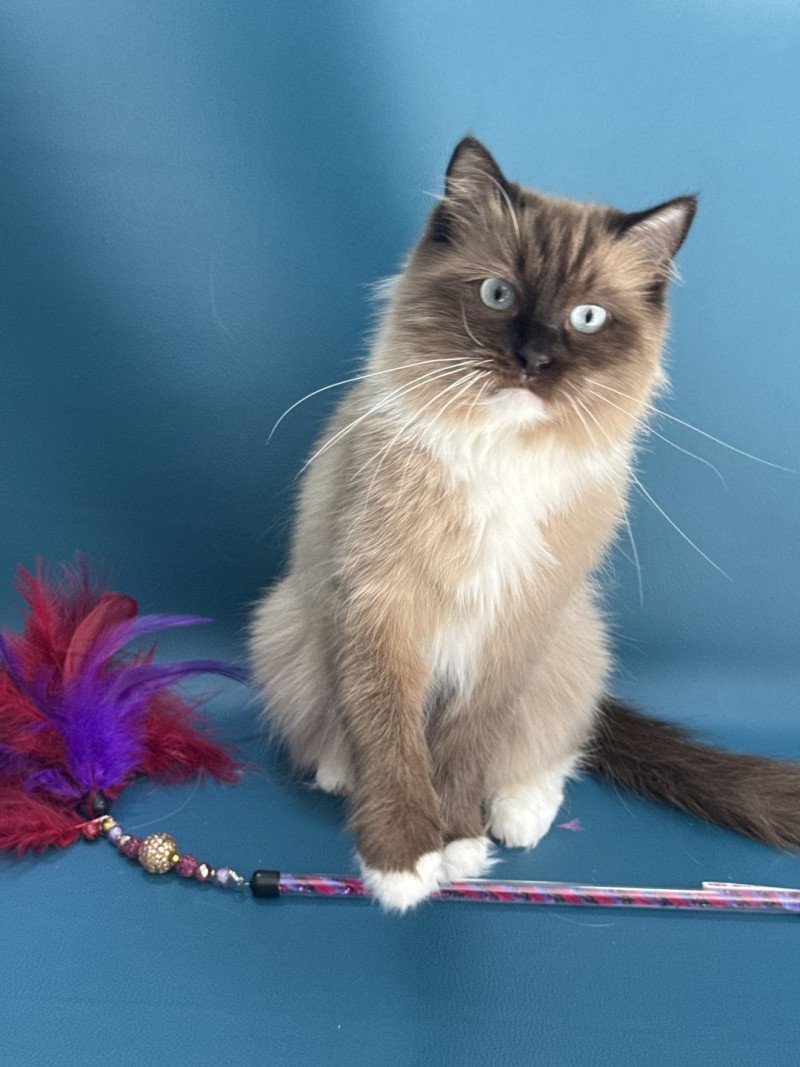 Riplay Femelle Ragdoll