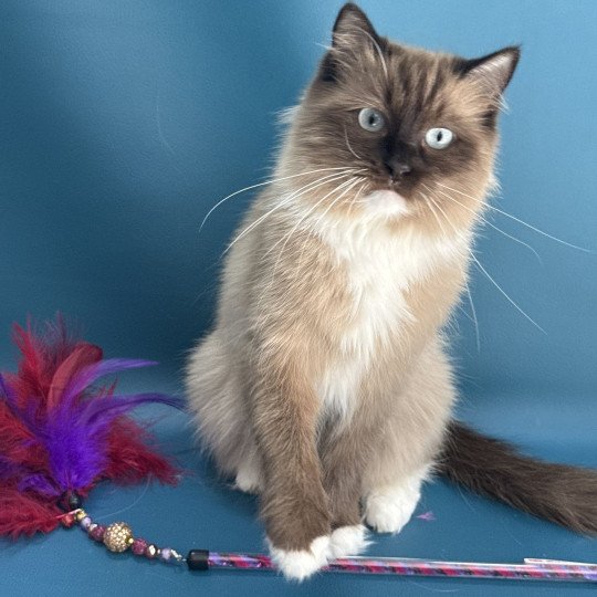 Riplay Femelle Ragdoll
