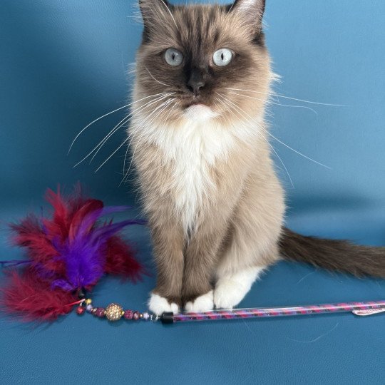 chat Ragdoll seal mink mitted Riplay Les Ragdolls de la Croisette