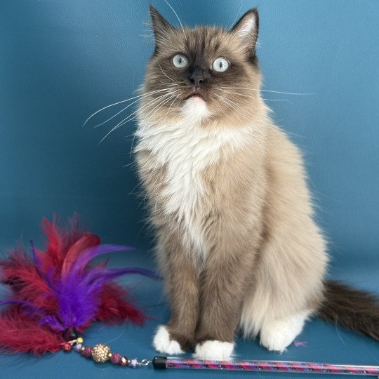 chat Ragdoll seal mink mitted Riplay Les Ragdolls de la Croisette