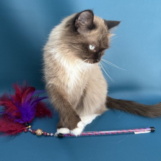 chat Ragdoll seal mink mitted Riplay Les Ragdolls de la Croisette