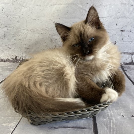 chat Ragdoll seal mink mitted Riplay Les Ragdolls de la Croisette