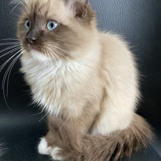 chat Ragdoll seal mink mitted Riplay Les Ragdolls de la Croisette