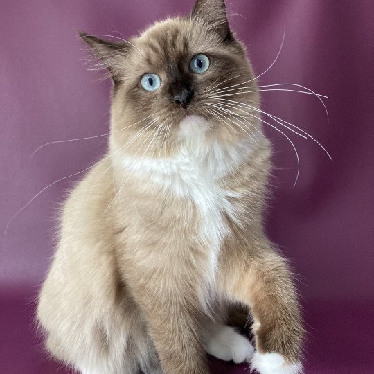 chat Ragdoll seal mink mitted Riplay Les Ragdolls de la Croisette