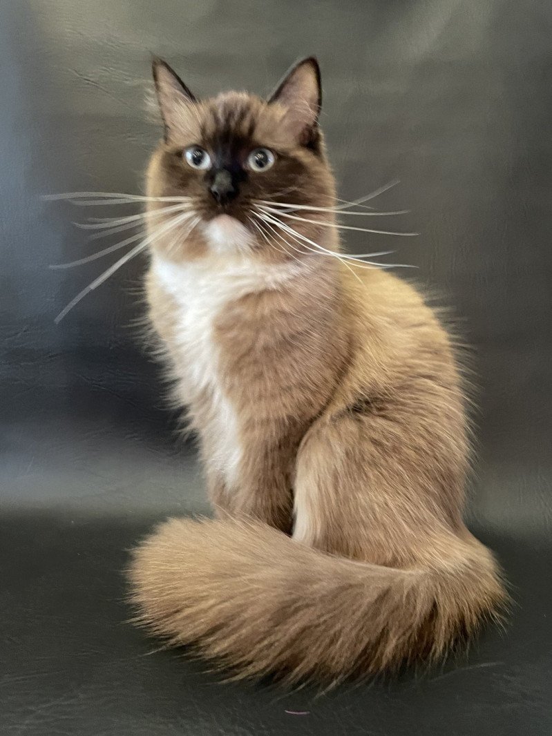Riplay Femelle Ragdoll