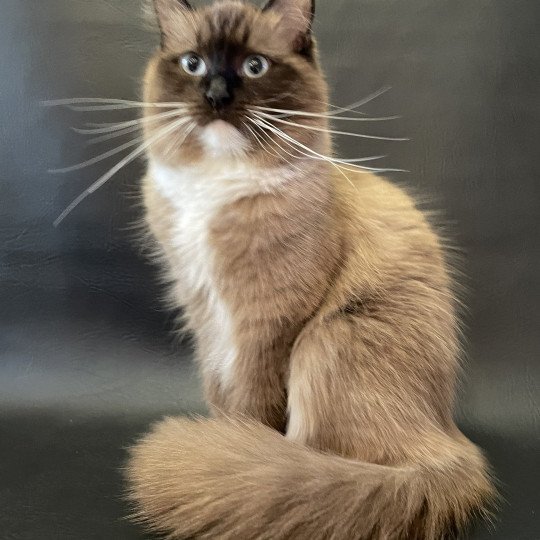 chat Ragdoll seal mink mitted Riplay Les Ragdolls de la Croisette