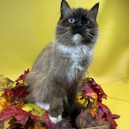 chat Ragdoll seal mink mitted Riplay Les Ragdolls de la Croisette