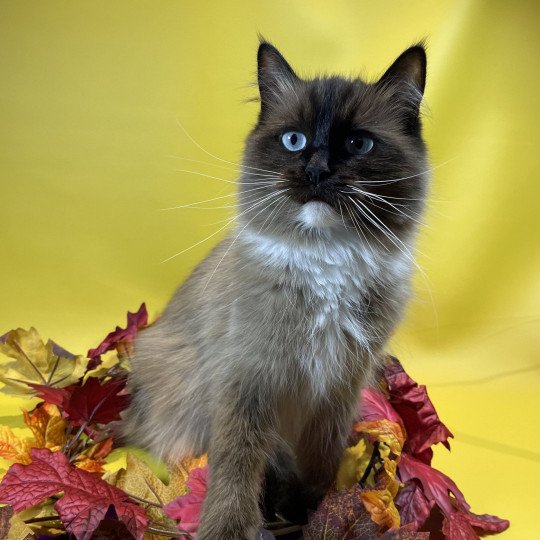 chat Ragdoll seal mink mitted Riplay Les Ragdolls de la Croisette