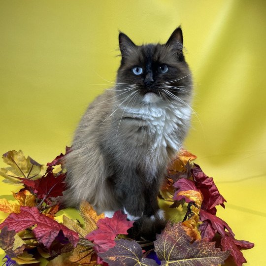 chat Ragdoll seal mink mitted Riplay Les Ragdolls de la Croisette