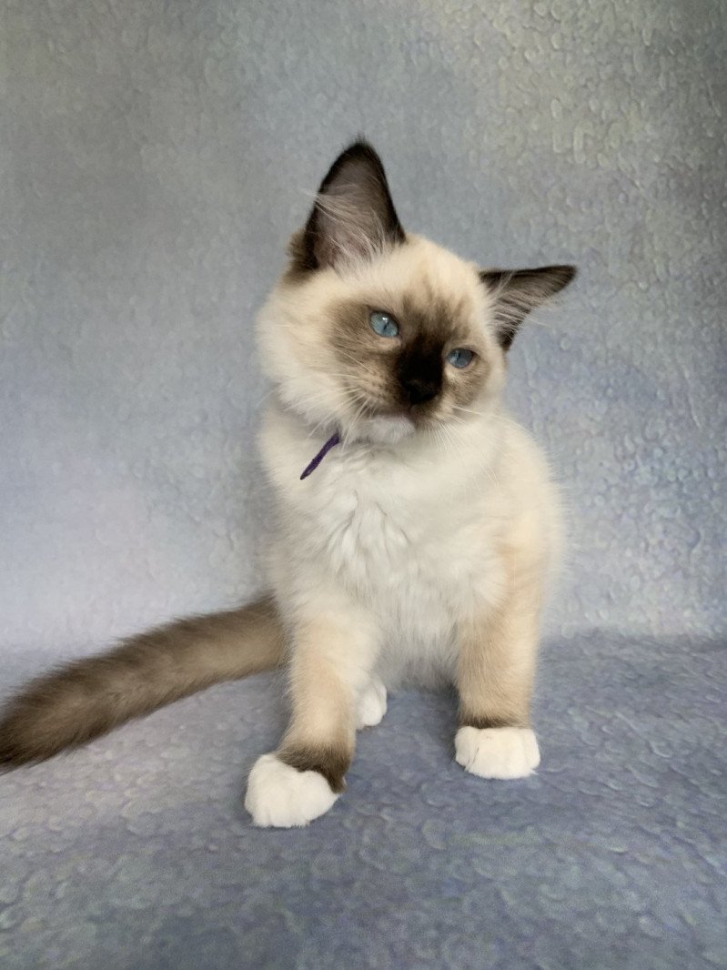 Rocco De La Croisette Mâle Ragdoll