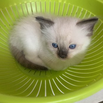 chaton Ragdoll seal point mitted Rocco De La Croisette Les Ragdolls de la Croisette