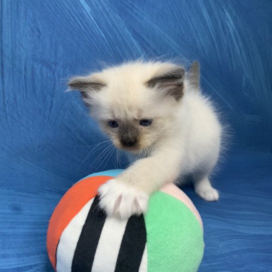 chaton Ragdoll seal point mitted Rocco De La Croisette Les Ragdolls de la Croisette