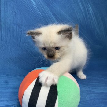 chaton Ragdoll seal point mitted Rocco De La Croisette Les Ragdolls de la Croisette