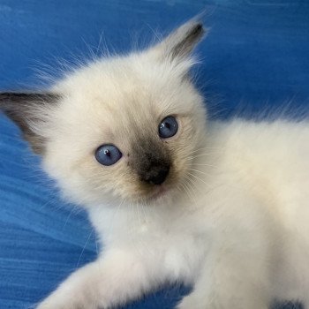 chaton Ragdoll seal point mitted Rocco De La Croisette Les Ragdolls de la Croisette