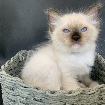 chaton Ragdoll seal point mitted Rocco De La Croisette Les Ragdolls de la Croisette chaton Ragdoll seal point mitted Rocco De La Croisette Les Ragdolls de la Croisette