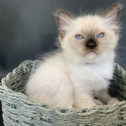 chaton Ragdoll seal point mitted Rocco De La Croisette Les Ragdolls de la Croisette