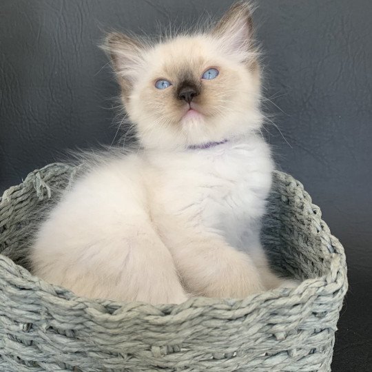 chaton Ragdoll seal point mitted Rocco De La Croisette Les Ragdolls de la Croisette