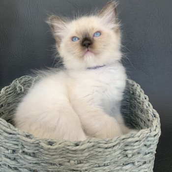 chaton Ragdoll seal point mitted Rocco De La Croisette Les Ragdolls de la Croisette