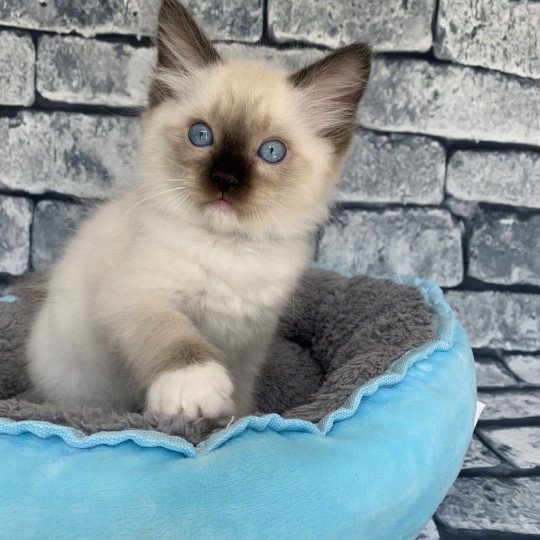 chaton Ragdoll seal point mitted Rocco De La Croisette Les Ragdolls de la Croisette