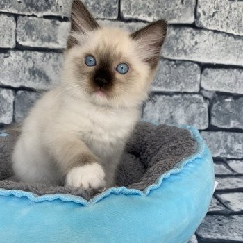 chaton Ragdoll seal point mitted Rocco De La Croisette Les Ragdolls de la Croisette