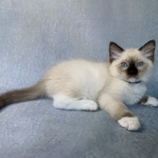 chaton Ragdoll seal point mitted Rocco De La Croisette Les Ragdolls de la Croisette