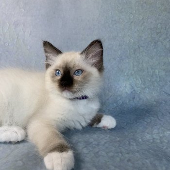 chaton Ragdoll seal point mitted Rocco De La Croisette Les Ragdolls de la Croisette